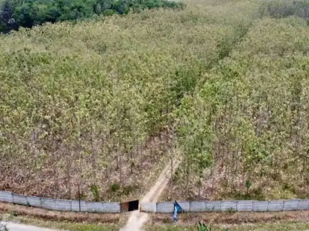 TANAH KEBUN JATI PINGGIR JALAN UTAMA DIJUAL MURAH