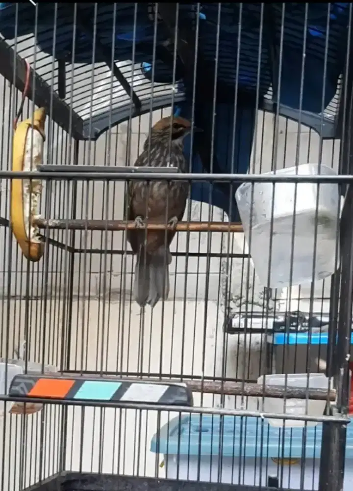 Burung Cucak Rowo Betina Dewasa DNA Sexing