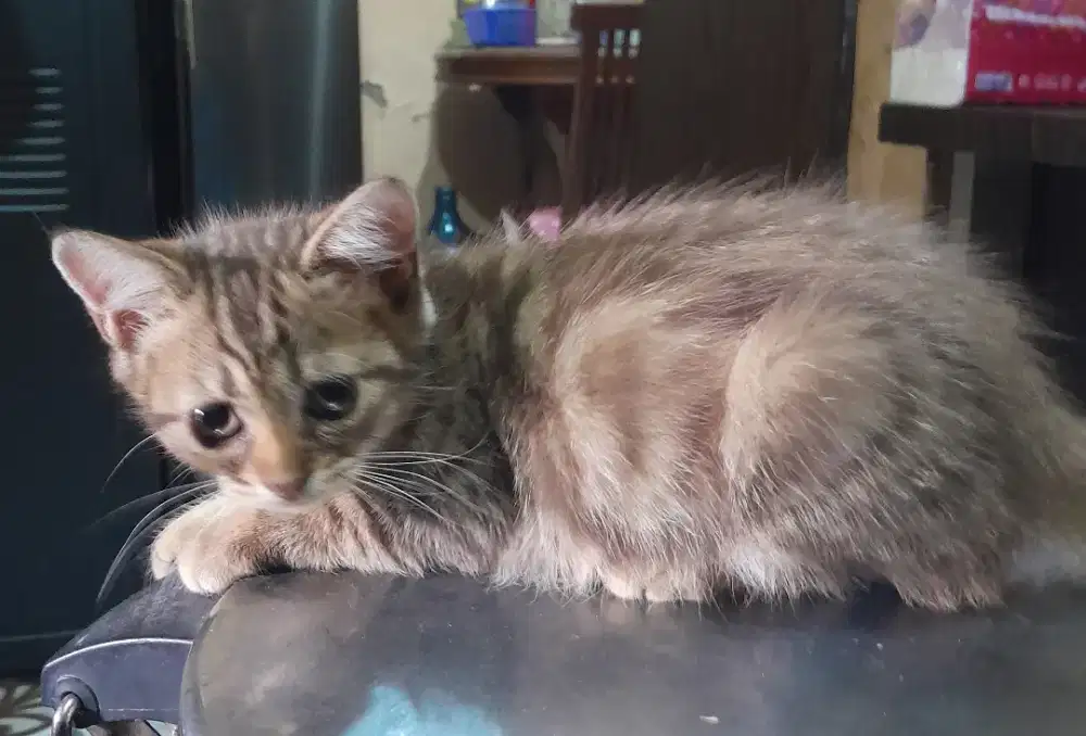 Adopsi Kucing Persia Mix