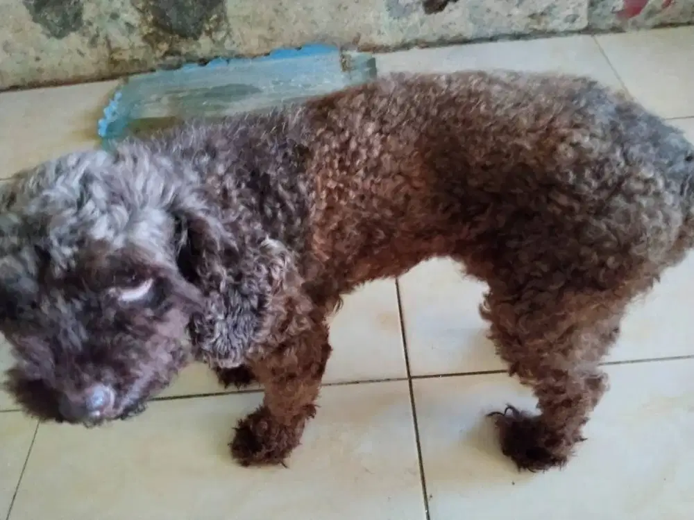 Anjing Poodle coklat