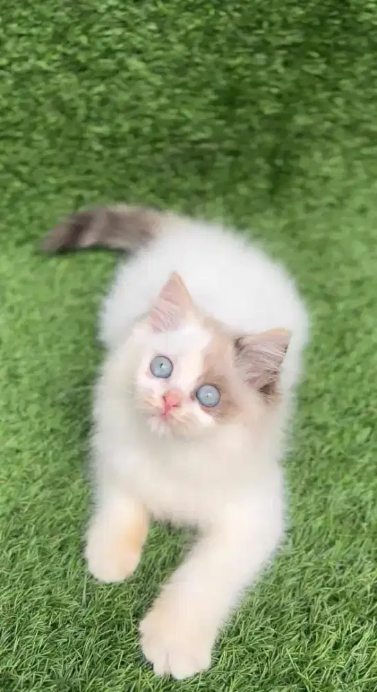 Kucing Persia Himalaya