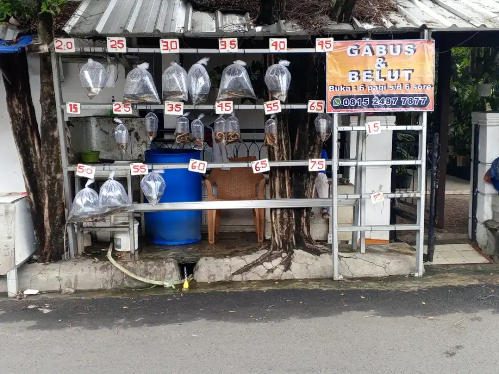 Dicari penjaga lapak ikan gabus dan belut siap nginap