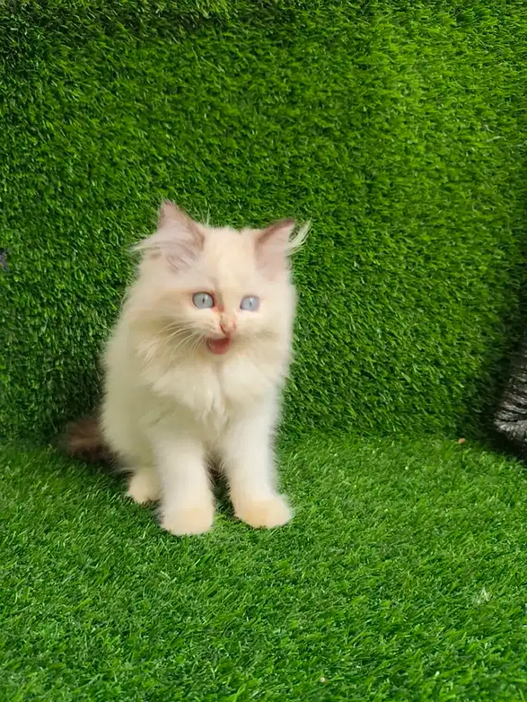 Kucing Persia Himalaya