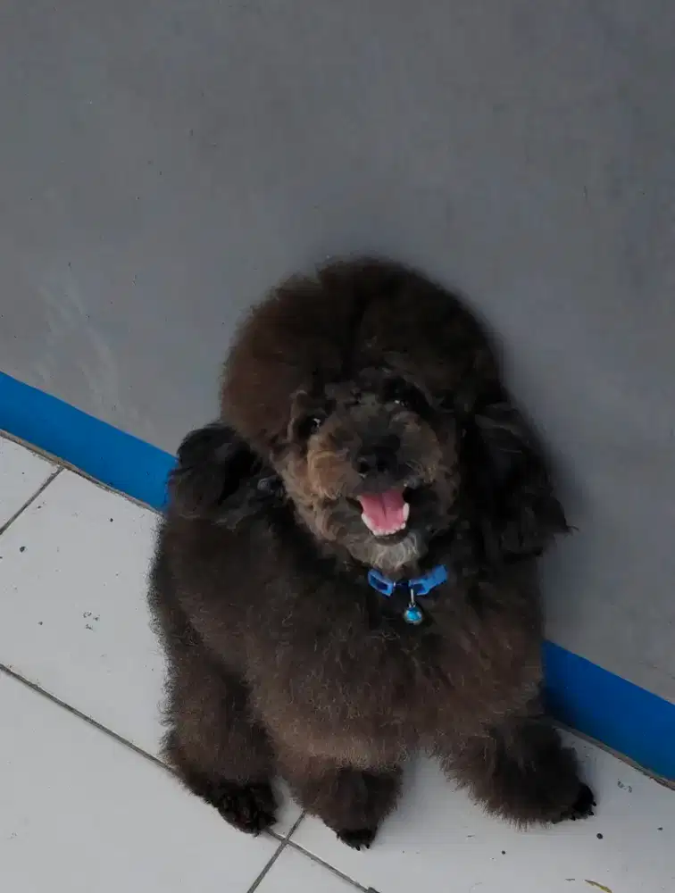 Black toy poodle