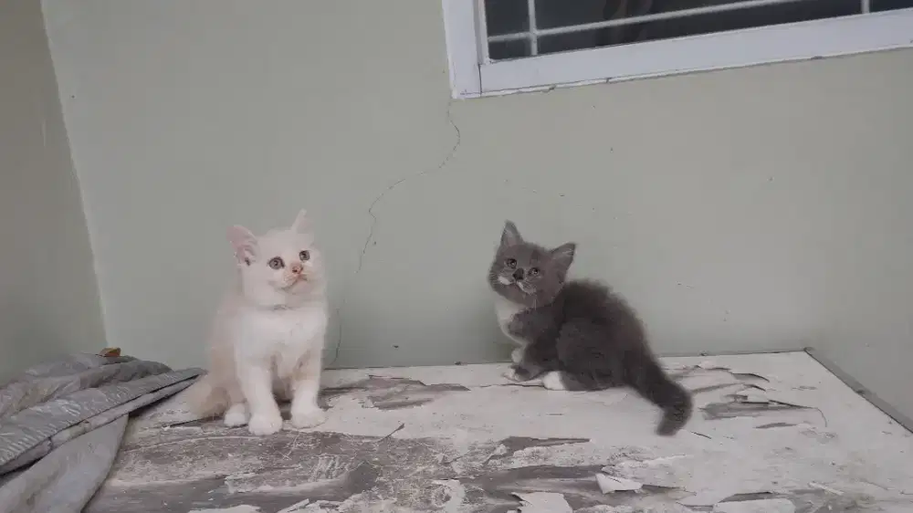 Kucing kitten persia mix bsh / anggora / peaknose / himalaya /flatnose