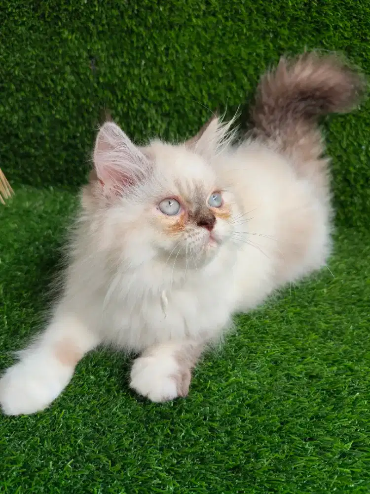 Kucing Persia Himalaya