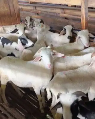 40 ekor bakalan domba jantan tanduk 4-5 bulanan siap penggemukan puas