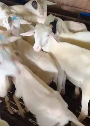 40 ekor bakalan domba jantan tanduk 4-5 bulanan siap penggemukan puas
