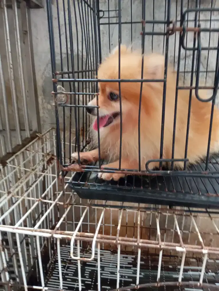 Mini Pom Betina