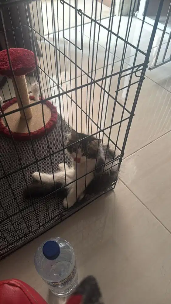 Persia 3 bulan female