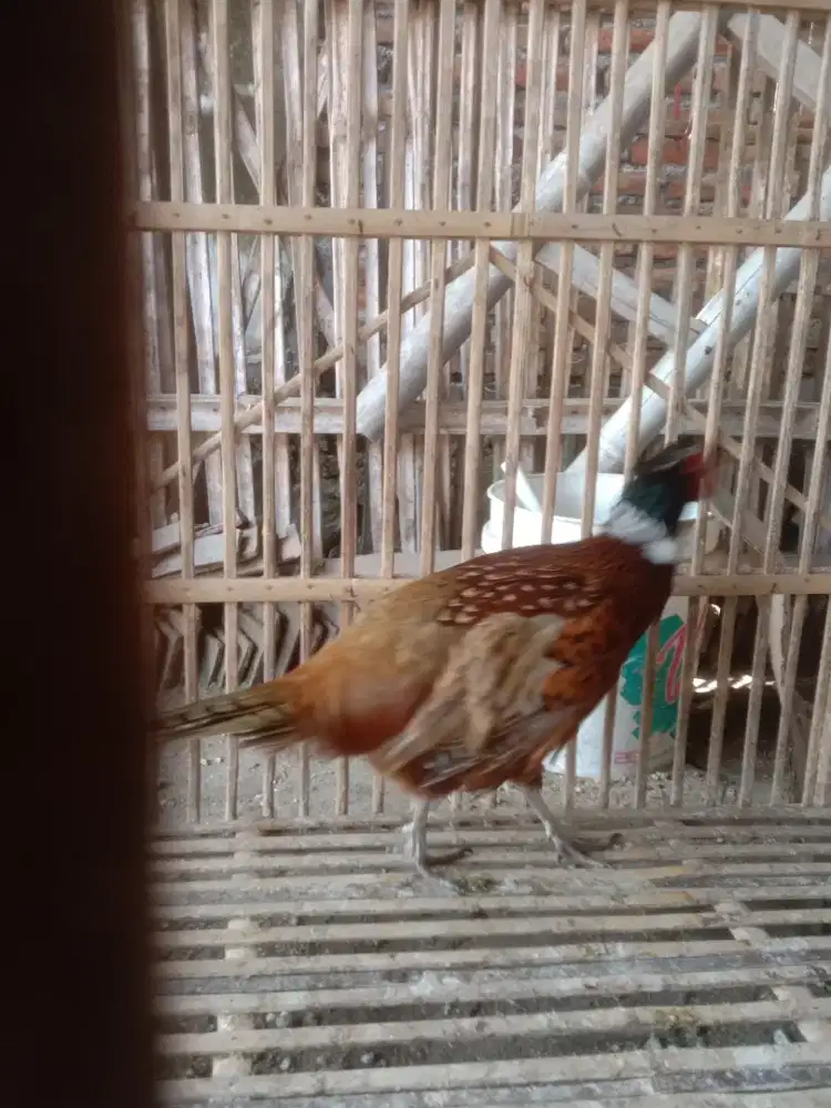 AYAM HIAS RINGNECK