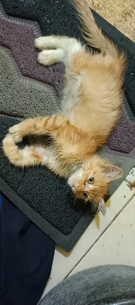 Open Adop anak kucing peranakan anggora
