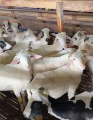 40 ekor bakalan domba jantan tanduk 4-5 bulanan siap penggemukan puas