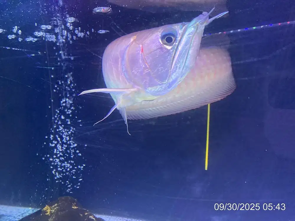 Ikan Arwana silver red Brazil