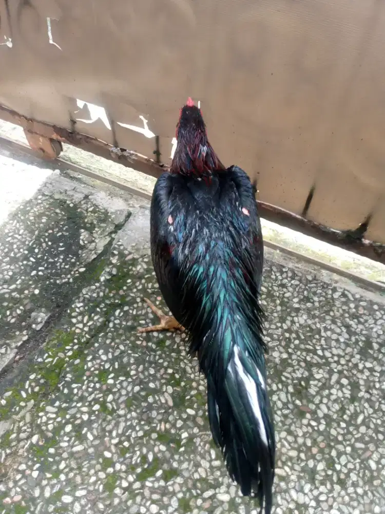 Ayam Bangkok Muda