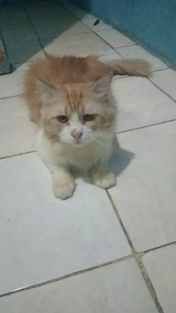 Dijual kucing anggora sudah nurut sama sidah bisa kekamar mandi