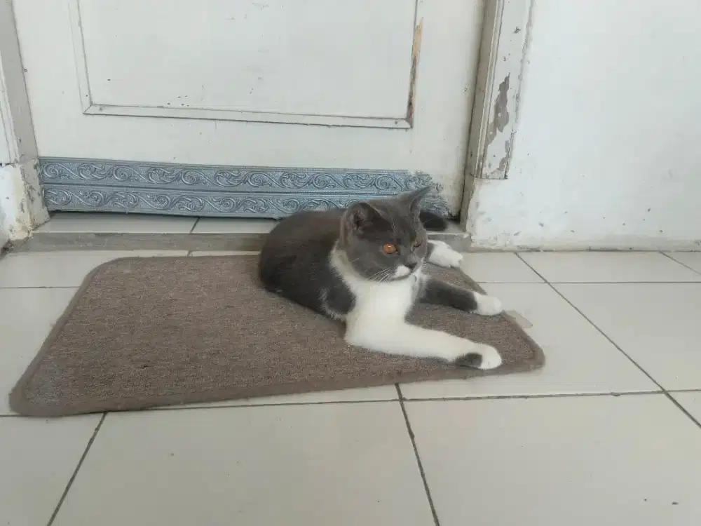 BSH Bicolour Blue Jantan ( jual cepat butuh )