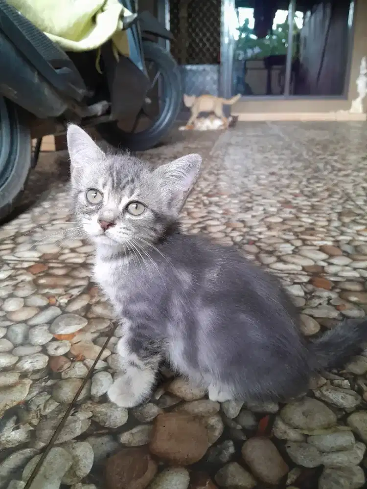 Adopsi Kucing Persia Mix