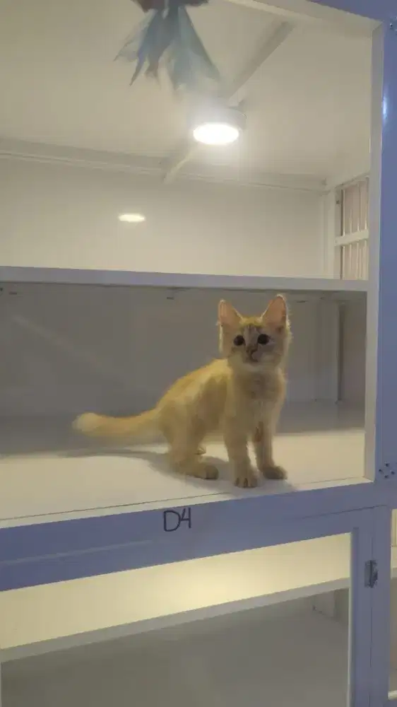 Kitten persia super lucu dan gembul