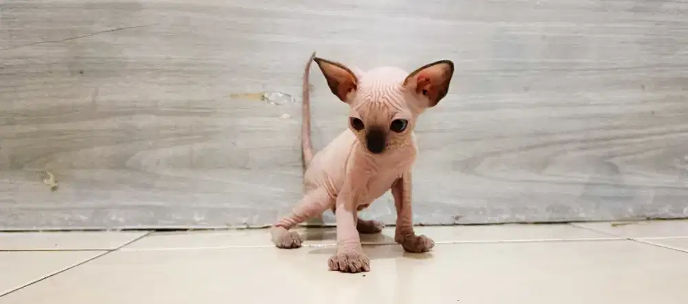 Kucing Sphynx sealpoin motif panda