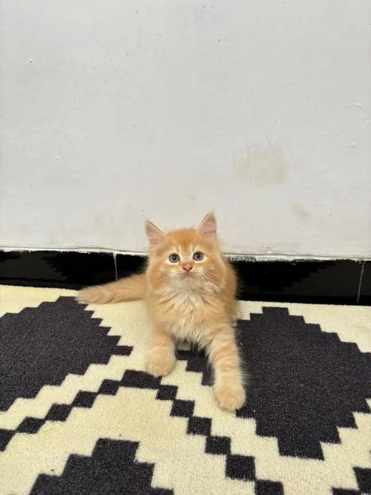 Kucing persia jantan