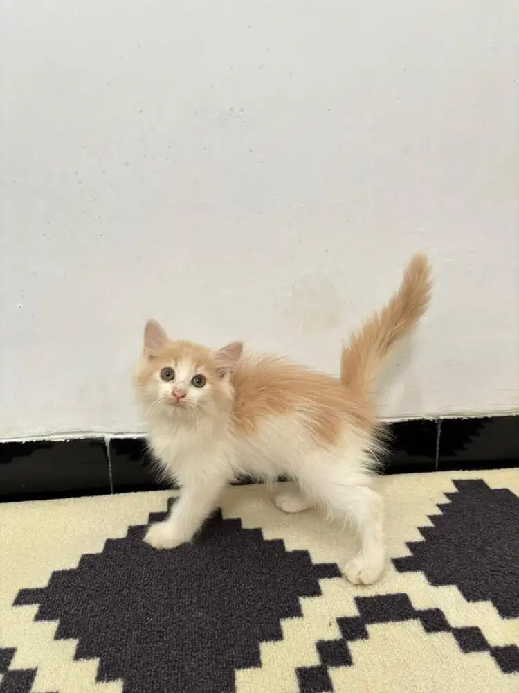 Kucing persia jantan