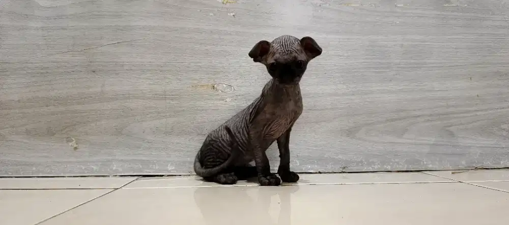 Kucing Sphynx levkoy black solid