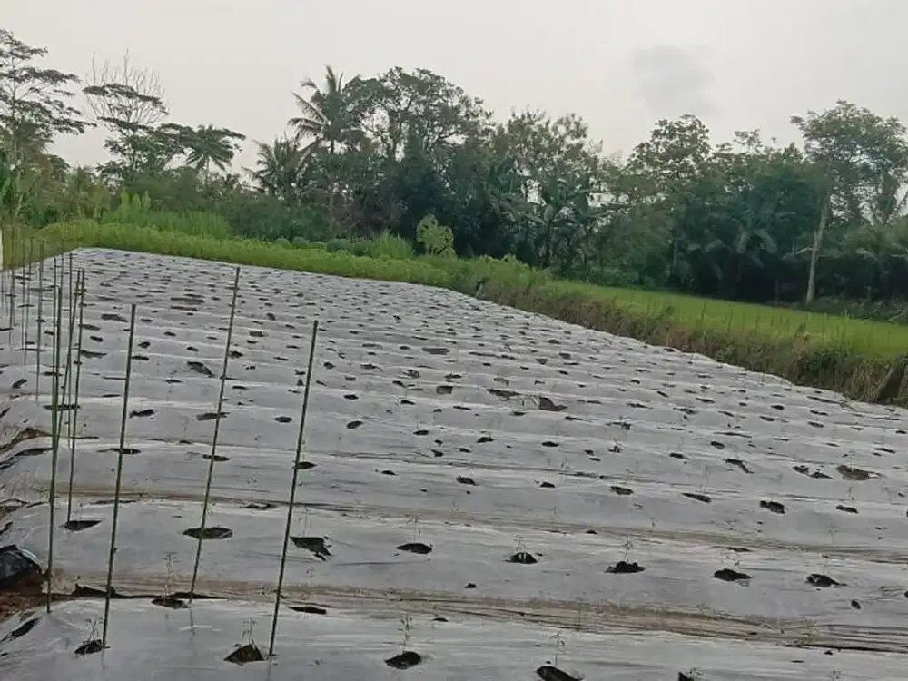 Tanah Sawah Luas 1200 Meter Persegi Lokasi Donoharjo Ngaglik Sleman