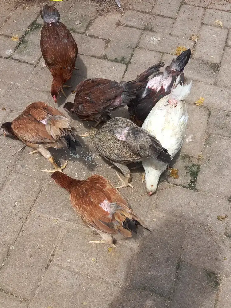 Ayam kampung KUB 2