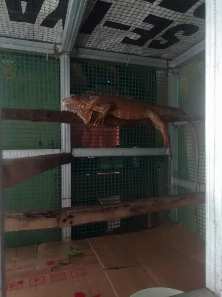 Iguana sepasang