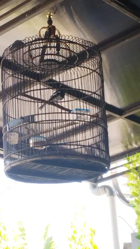 Burung kacer bulu baru