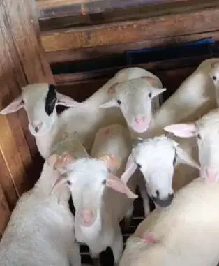 40 ekor bakalan domba tanduk jantan 4-5 bulanan siap ternak jamin puas