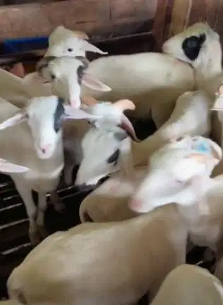 40 ekor bakalan domba tanduk jantan 4-5 bln siap ternak penggemukan ok
