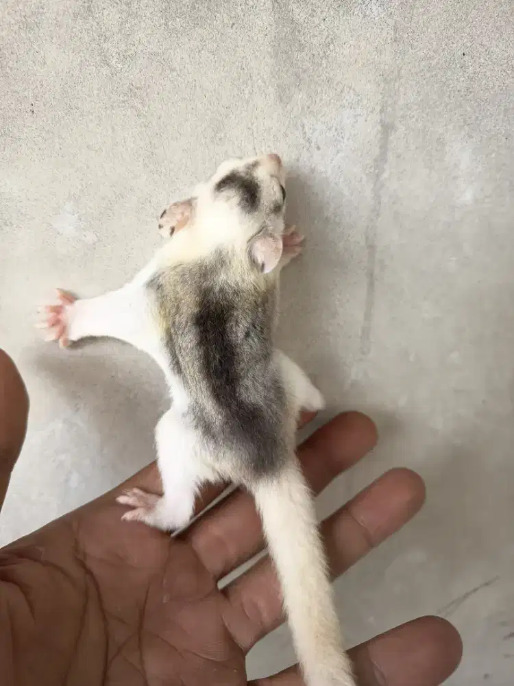Sugar glider Joey mozaik jantan