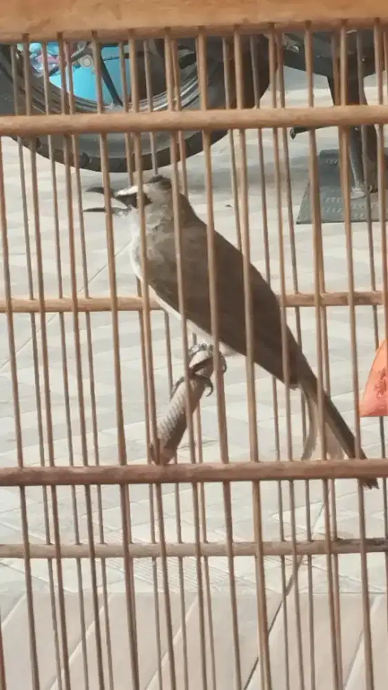 Burung trucuk rajin