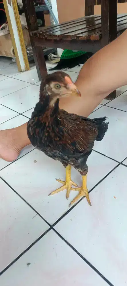 Ayam kampung KUB
