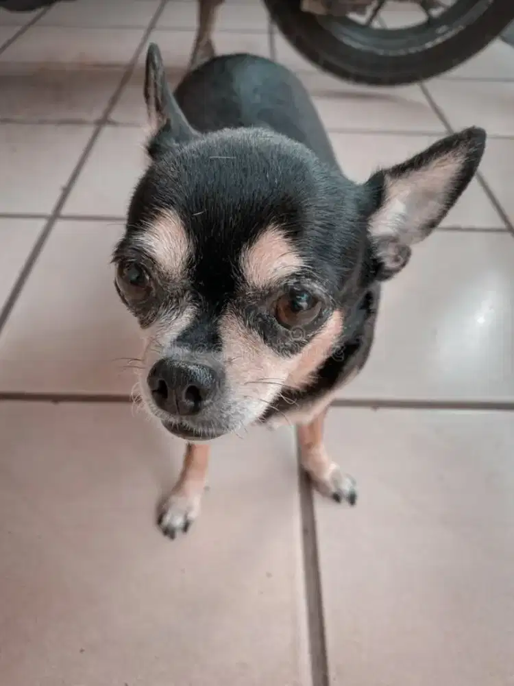 dicari anjing cihuahua murah short hair jenis apa aja
