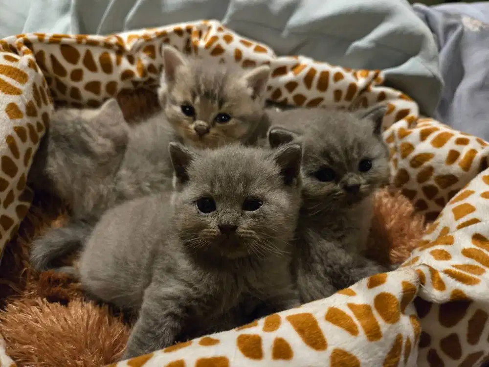 Kitten British Shorthair / Kucing BSH