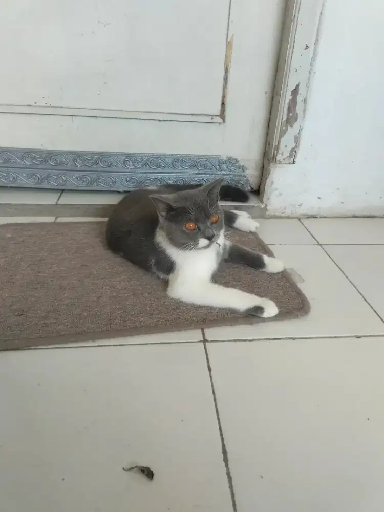 BSH Bico Blue Jantan ( Jual Butuh )