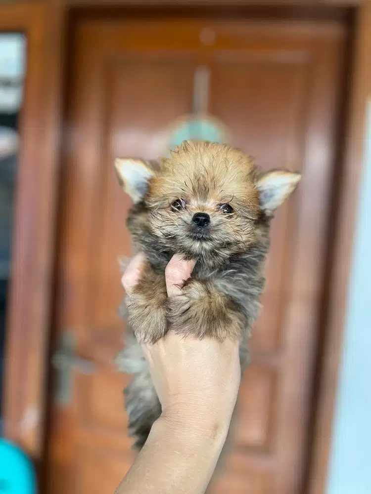 Puppies / anjing chipom jantan (chihuahua x pom)