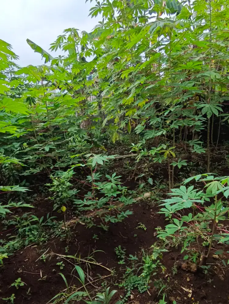 Jual tanah kebun
