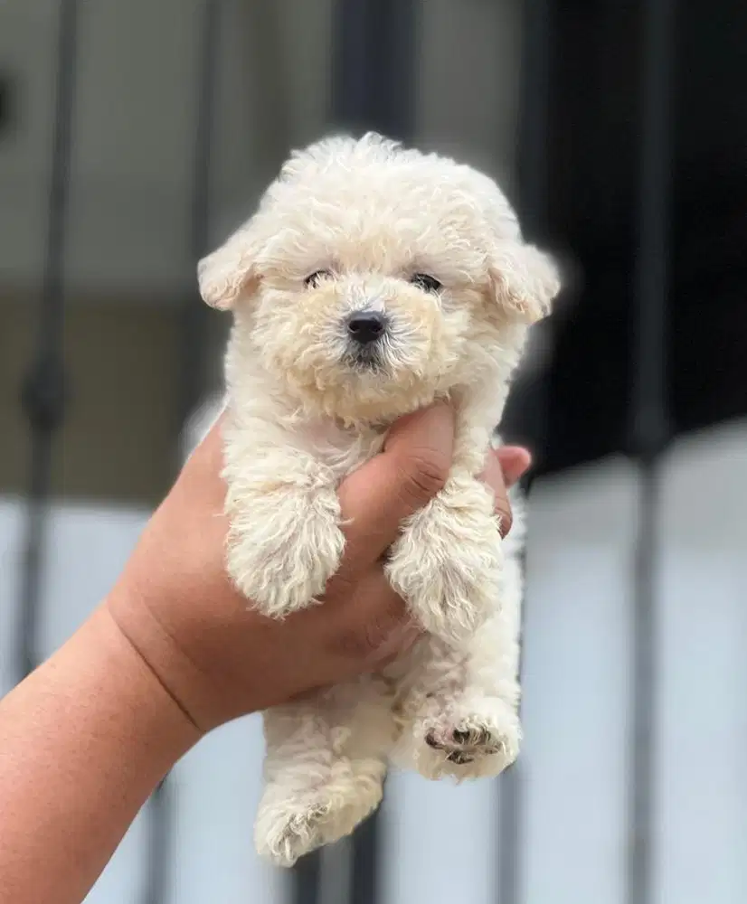 Puppies / anjing white toy poodle betina