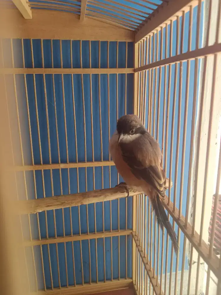 Burung bagus gacorr