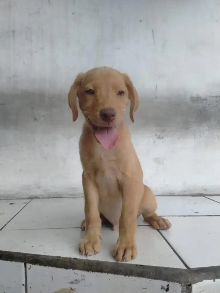 Puppies / anjing labrador retriever jantan