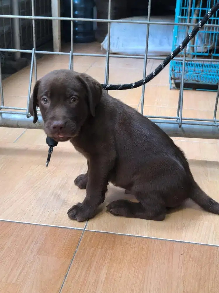 Puppies / anjing labrador choco (rare color)
