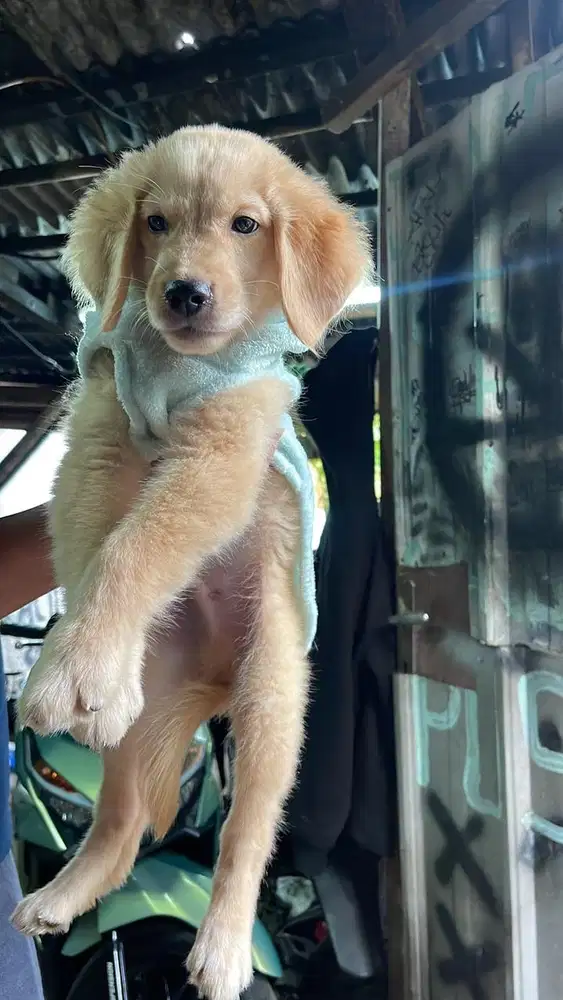 Golden Retriever puppy