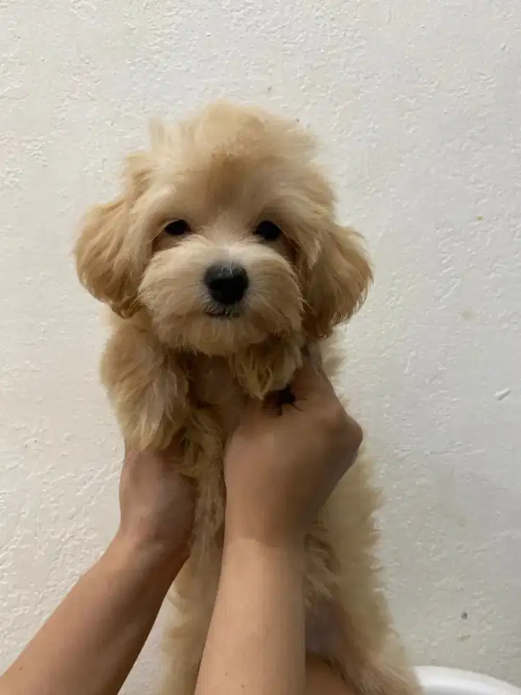 Maltipo poodle maltis size kecil