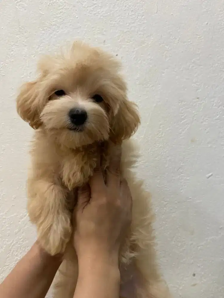 Poodle maltise maltipo lucu