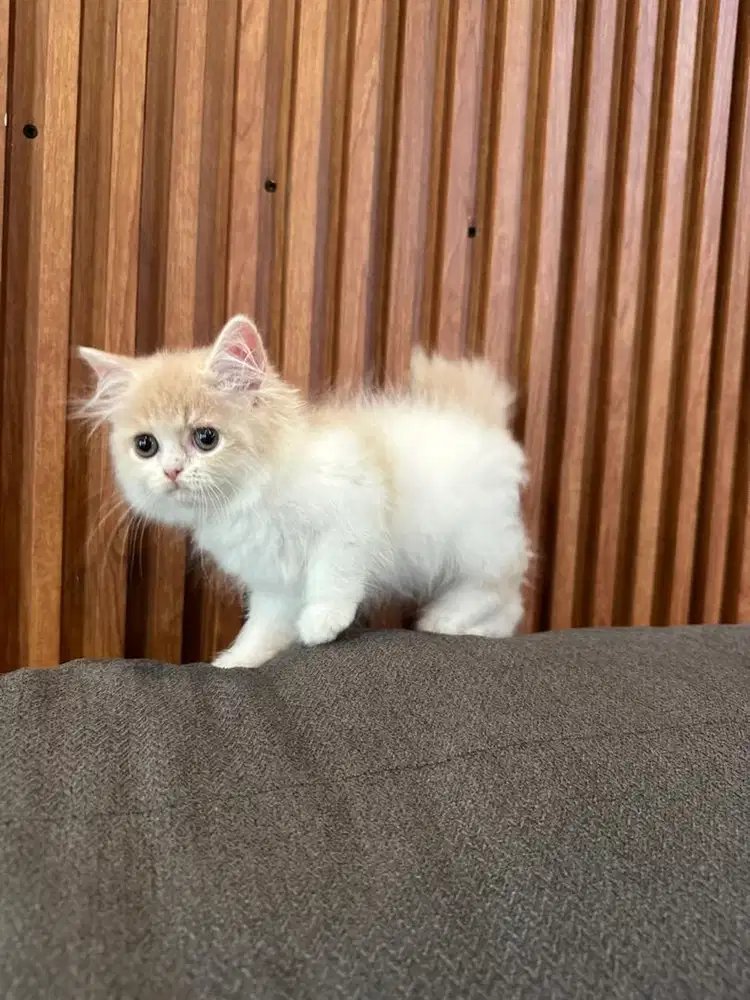Kucing persia lucu