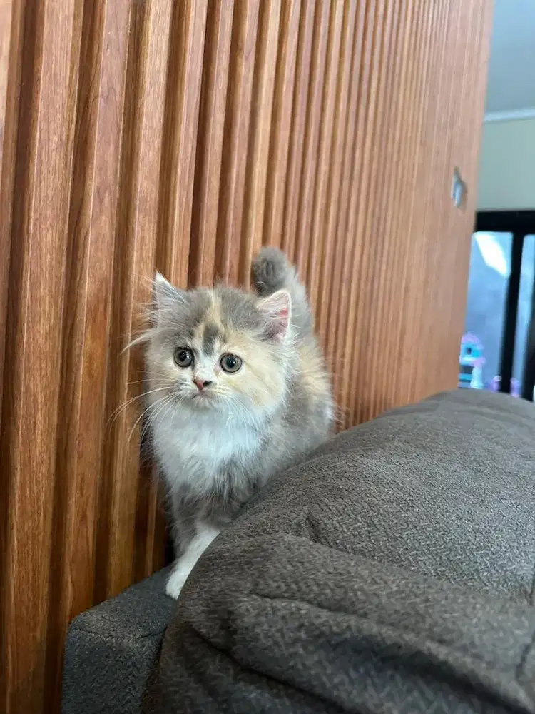 Kucing persia lucu